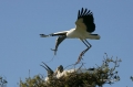 Wood-Stork;Nesting;Flight;Florida;Breeding-Plumage;Stork;Mycteria-americana;One;